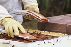Alimentación Artificial de las Abejas: Cuándo, Cómo y Recetas de Jarabe y Torta Proteica