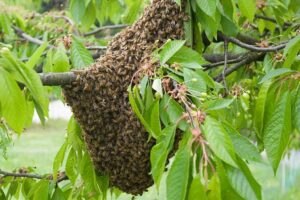 Cómo Prevenir y Capturar Enjambres: Técnicas de Manejo para No Perder Abejas