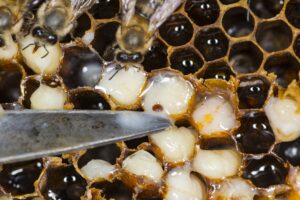 Identificación y Tratamiento de la Varroa: Manual Técnico para Mantener Colmenas Sanas